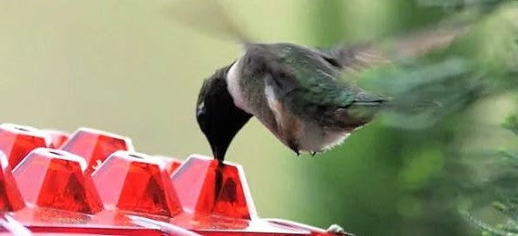 12 oz Hanging Hummingbird Feeder with 30 Feeding Ports & Built-In Ant Moat for Backyard Birds Outdoor Garden Patio Deck | Thomler