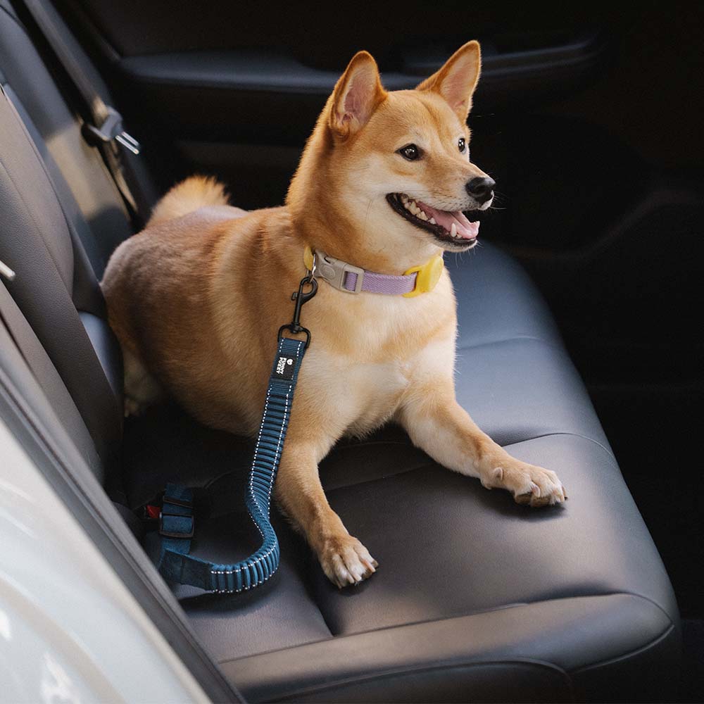 Adjustable Pet Safety Harness Tether for Car Travel with Reflective Strap & Elastic Shock Absorber for Dogs | Thomler