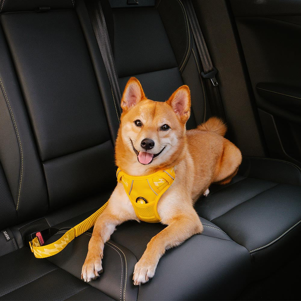 Adjustable Pet Safety Harness Tether for Car Travel with Reflective Strap & Elastic Shock Absorber for Dogs | Thomler