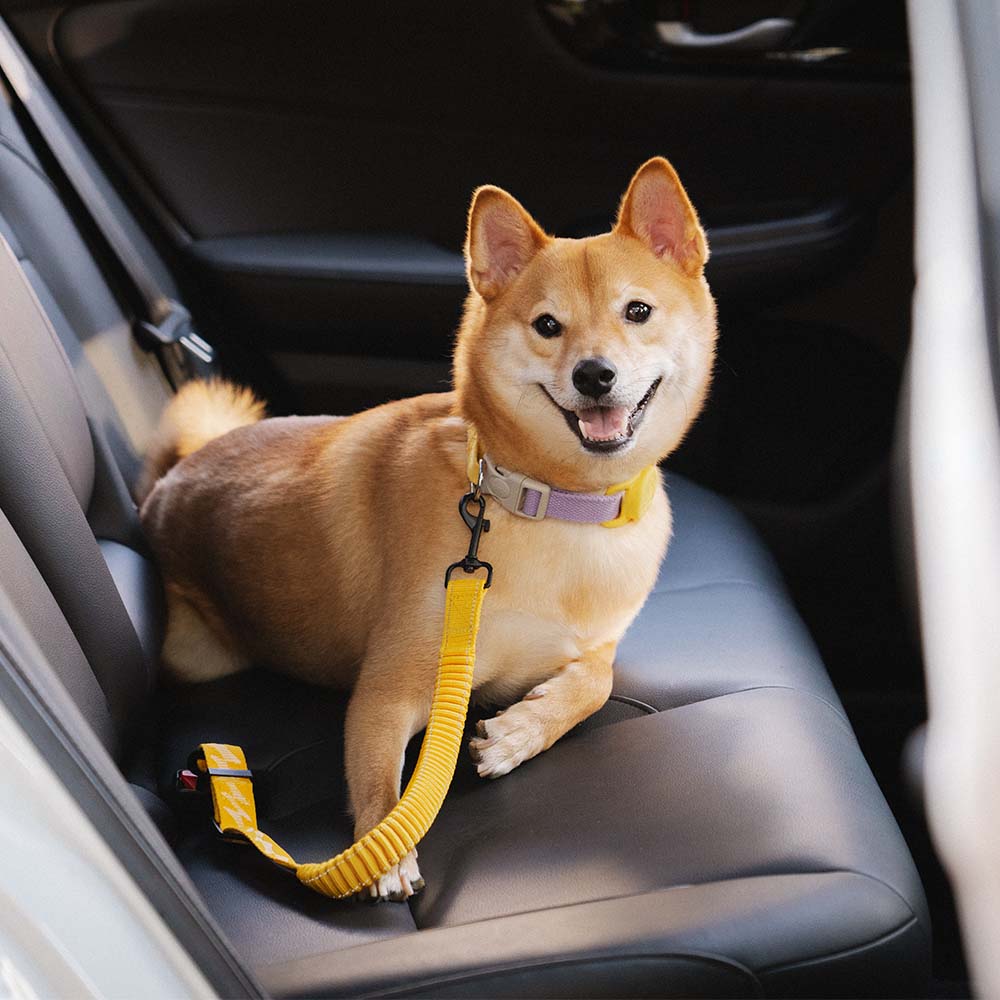 Adjustable Pet Safety Harness Tether for Car Travel with Reflective Strap & Elastic Shock Absorber for Dogs | Thomler