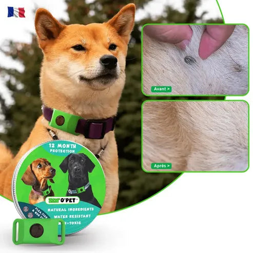 Flea and Tick Collar for Dogs – 8-Month Natural Protection for All Breeds & Sizes – Water-Resistant Adjustable Pest Repellent | Thomler