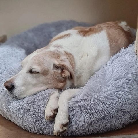 Round Plush Pet Bed with Raised Rim for Dogs & Cats | Anti-Anxiety Donut Cushion for Small Medium Large Pets | Machine Washable | Thomler