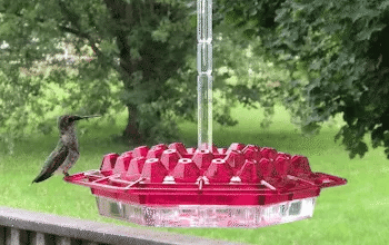 Hummingbird Feeder with Ant Moat for Outdoor Garden – 30 Flower Ports, Weather Resistant, Easy Fill Design for Backyard Bird Feeding | Thomler