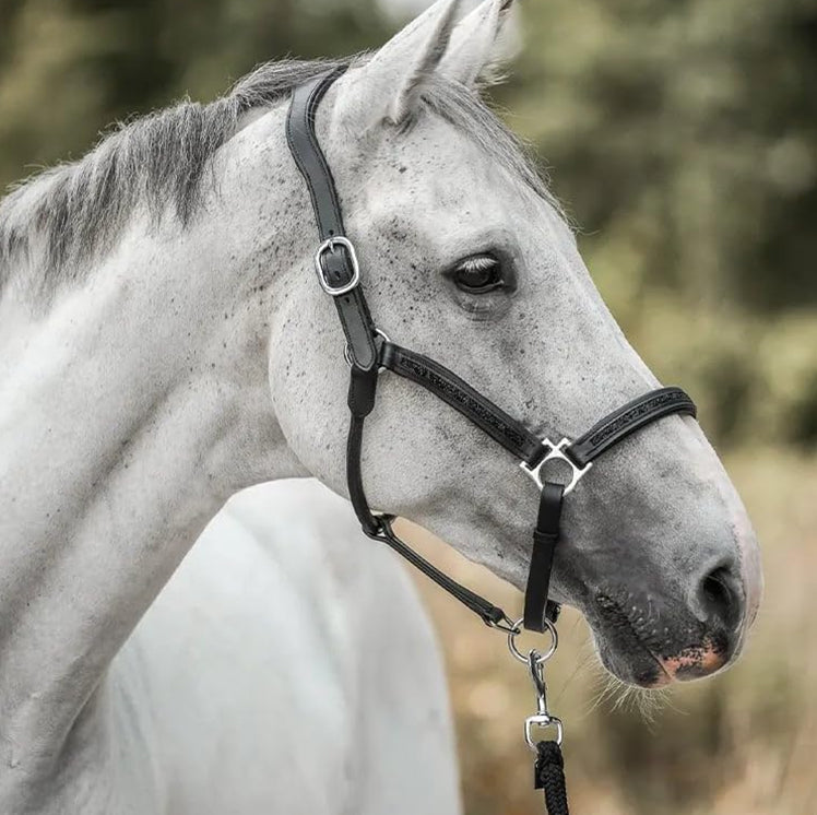 Horse Lover's Countdown Calendar – 24 Days of Equestrian Surprises for Riders & Horses | Thomler
