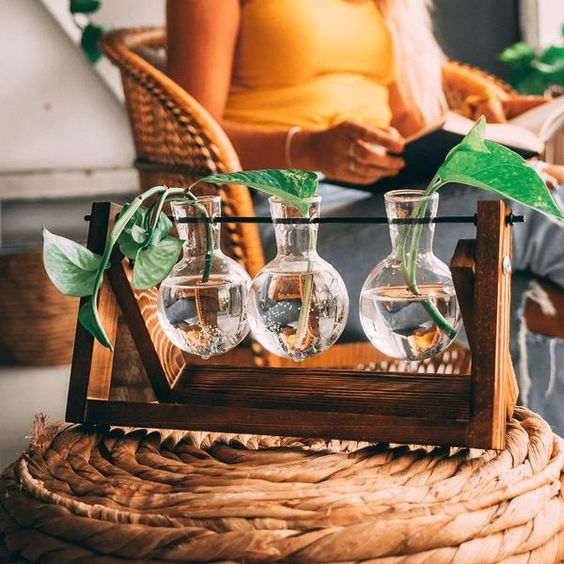 Plant Propagating Stand Natural Wood 11 in Indoor Gardening Glass Display Vintage Style | Thomler