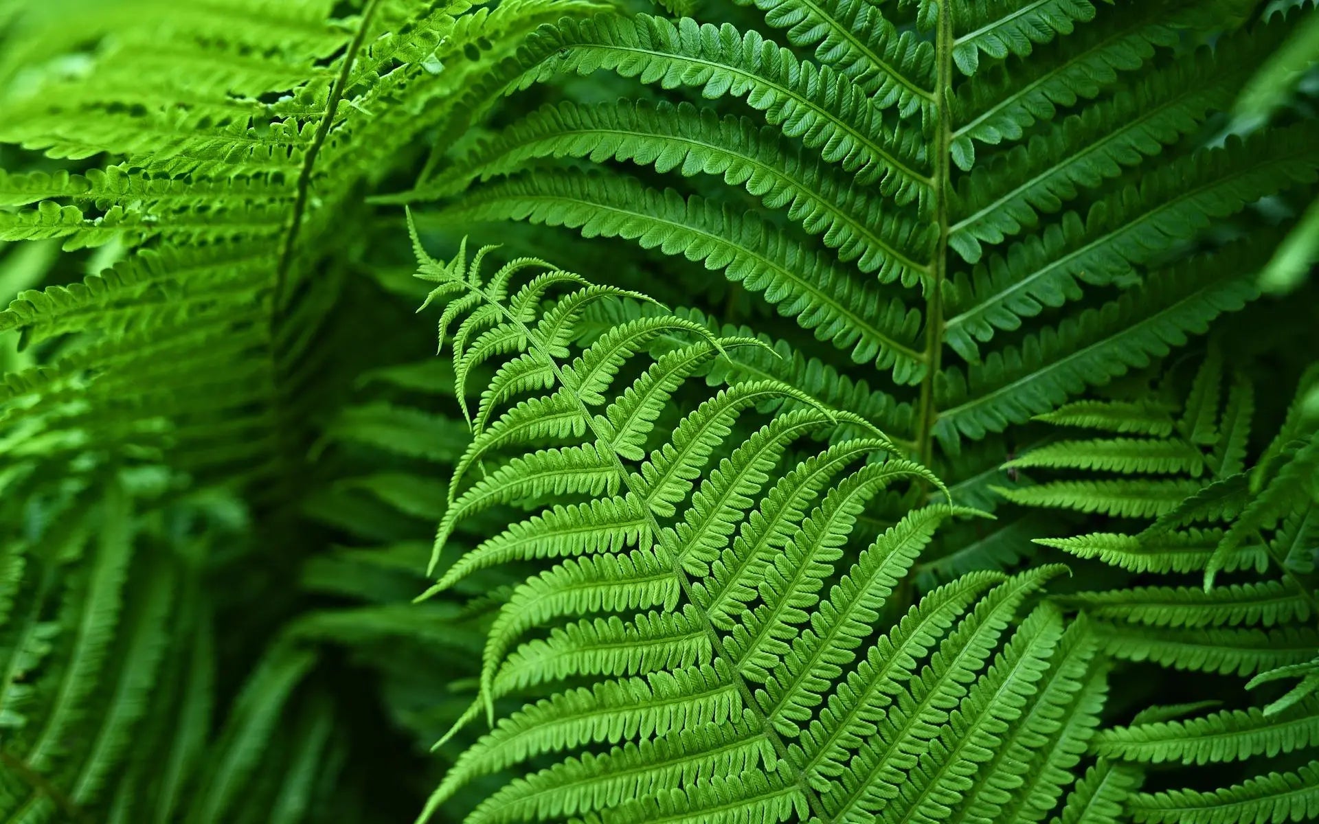 Hanging Faux Fern Plant Set – UV-Proof Outdoor Greenery 18-Piece Waterproof Vine Bundle for Patio Pergola Fence Garden Porch Decor Indoor | Thomler