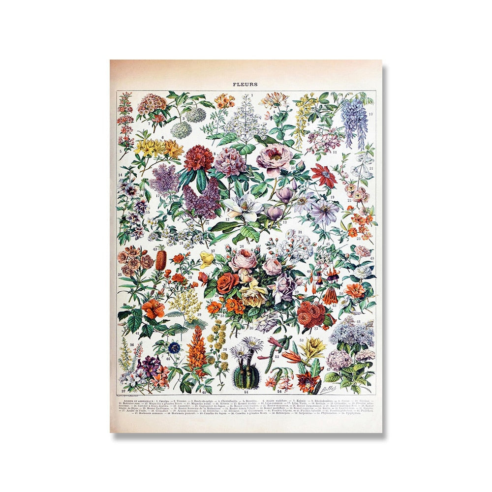 Framed Nature Illustration Canvas Prints – Classic Plant & Flower Wall Art for Living Room, Bedroom, Home Office Décor | Thomler