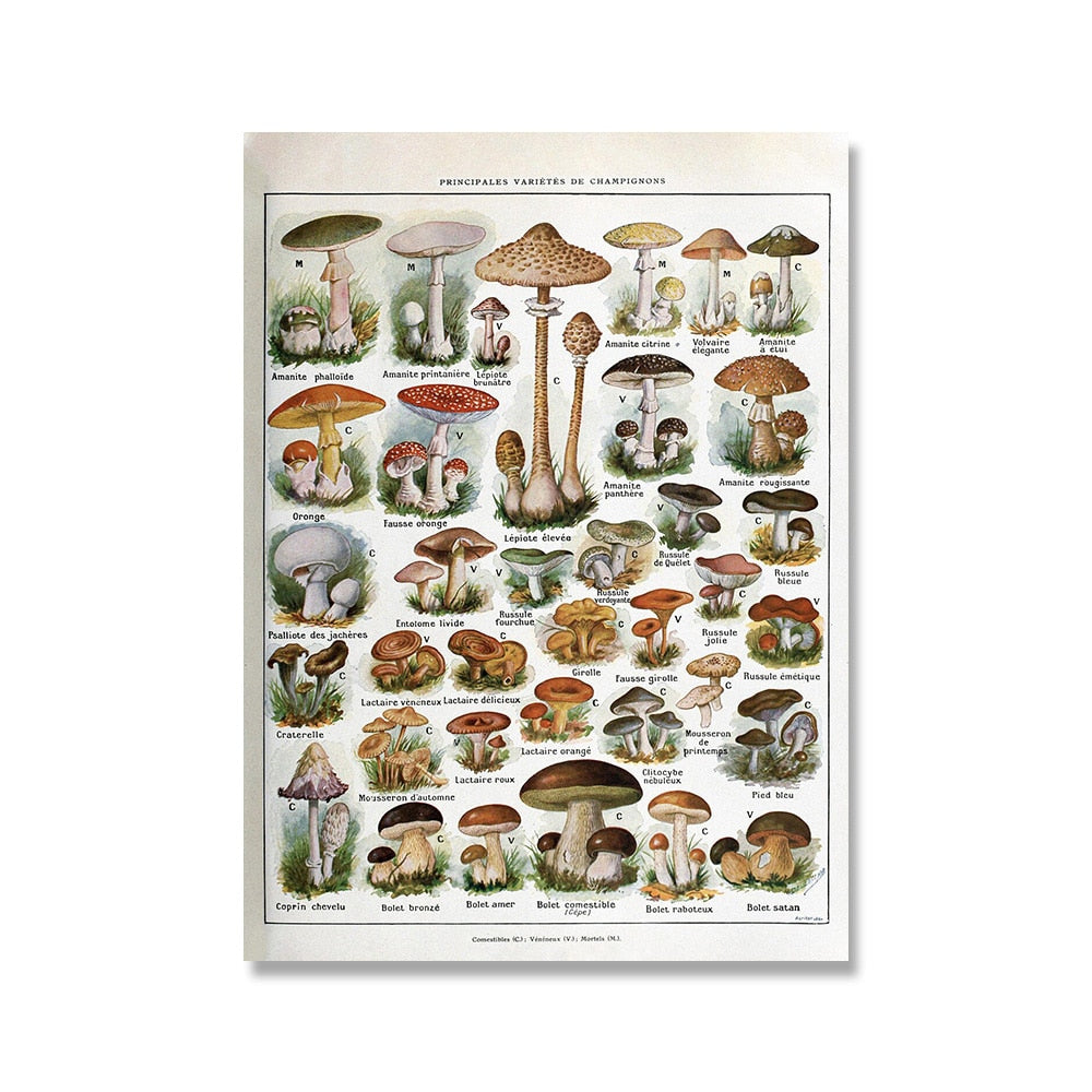 Framed Nature Illustration Canvas Prints – Classic Plant & Flower Wall Art for Living Room, Bedroom, Home Office Décor | Thomler