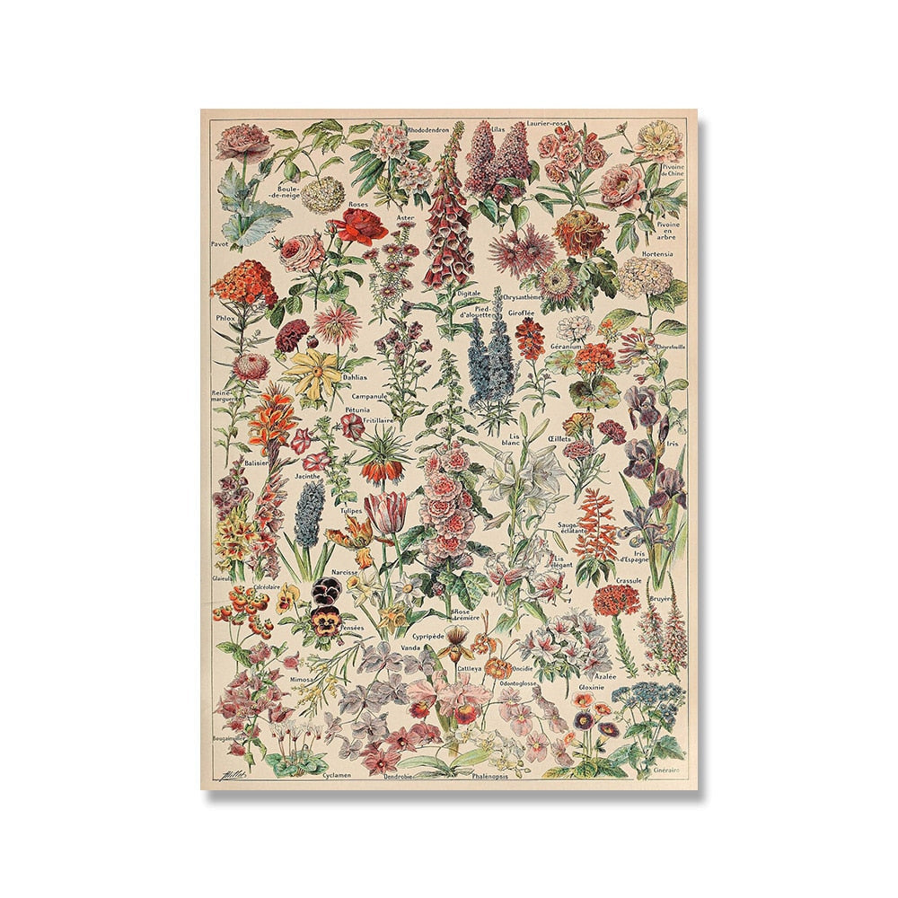 Framed Nature Illustration Canvas Prints – Classic Plant & Flower Wall Art for Living Room, Bedroom, Home Office Décor | Thomler