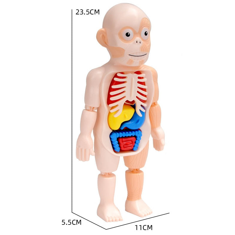 Human Body Learning Playset for Kids – Hands-On Anatomy Discovery | Thomler
