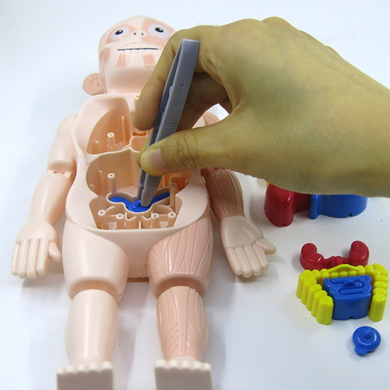 Human Body Learning Playset for Kids – Hands-On Anatomy Discovery | Thomler