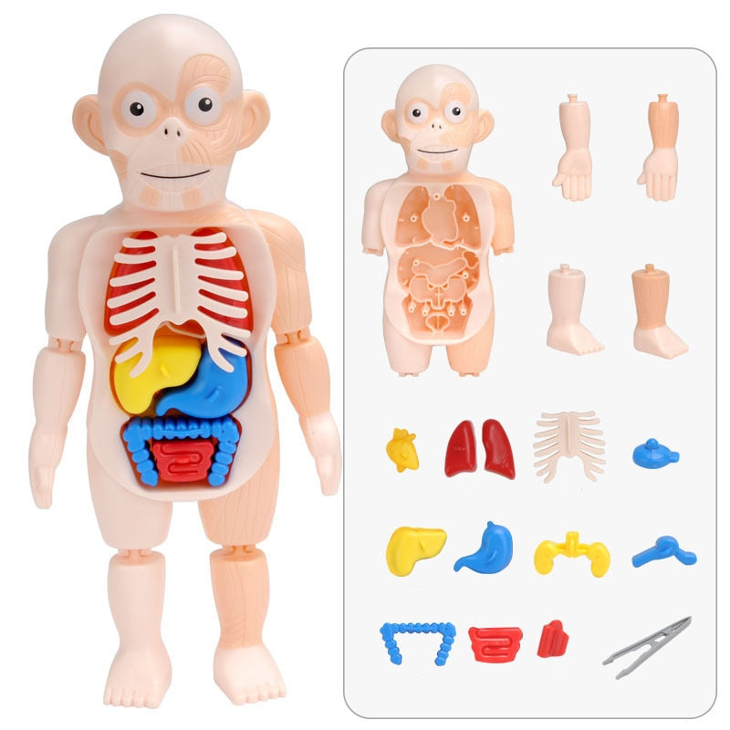 Human Body Learning Playset for Kids – Hands-On Anatomy Discovery | Thomler