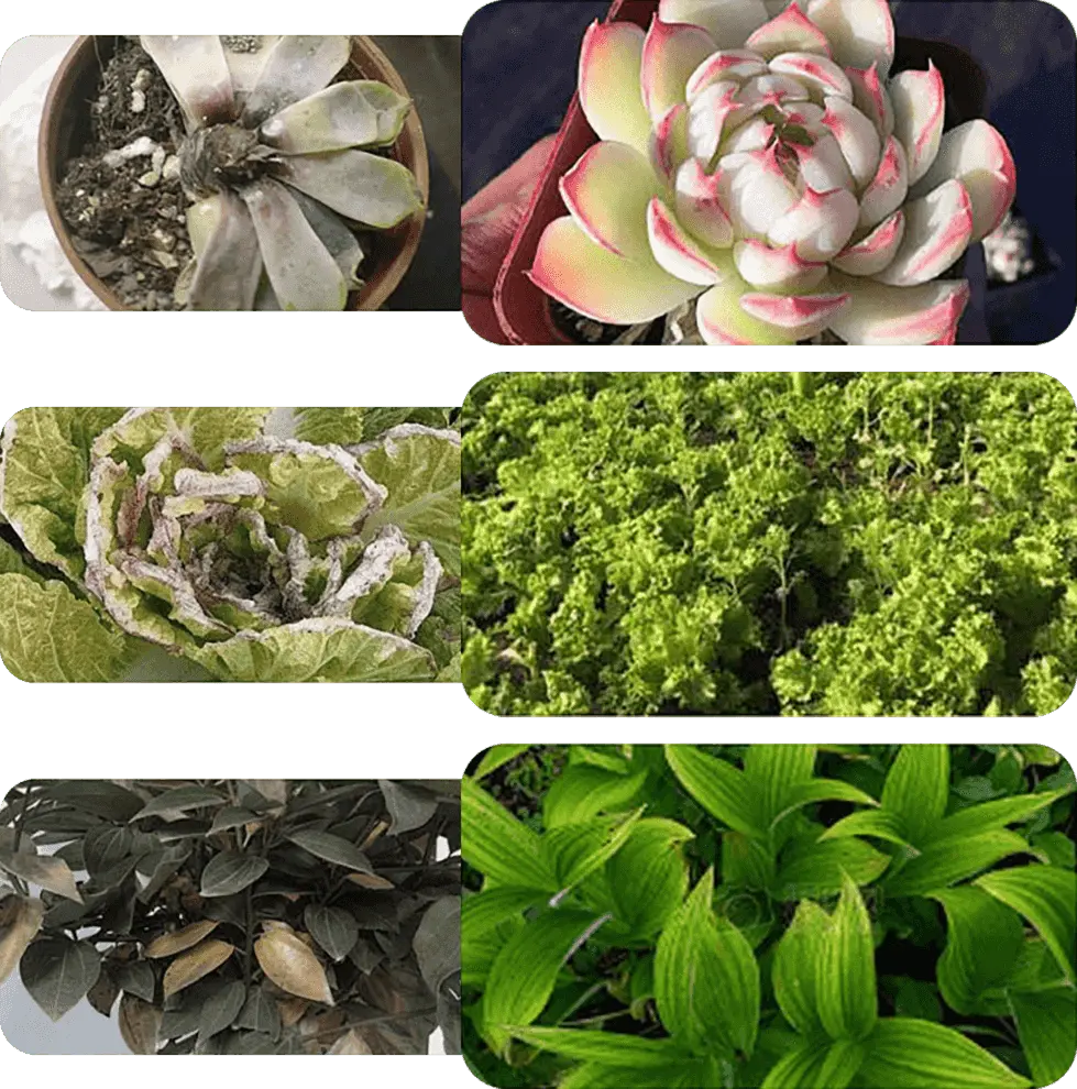 Flüssiger Pflanzen- & Blütenaktivator – Stärkere Wurzeln & Mehr Blüten
