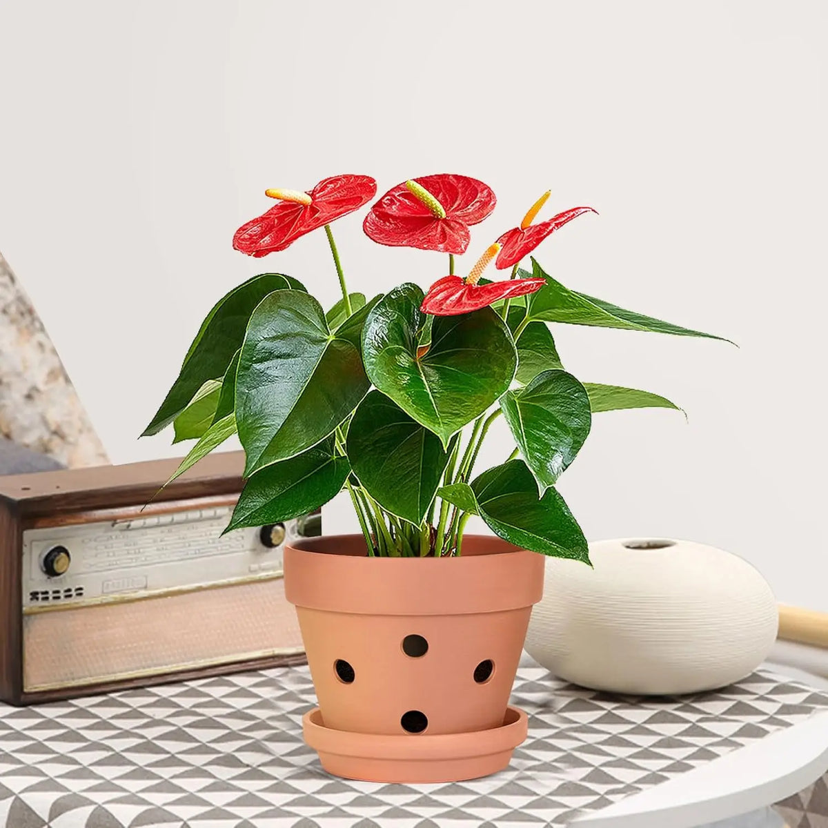 Clay Orchid Planters with Drainage Holes and Saucers – 6-Pack 4 Inch Breathable Ceramic Pots for Repotting Indoor and Outdoor Plants | Thomler