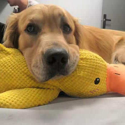 Dog Toy Plush Duck Quack Sound Soft Chew Tug Play Interactive Pet Toy | Thomler