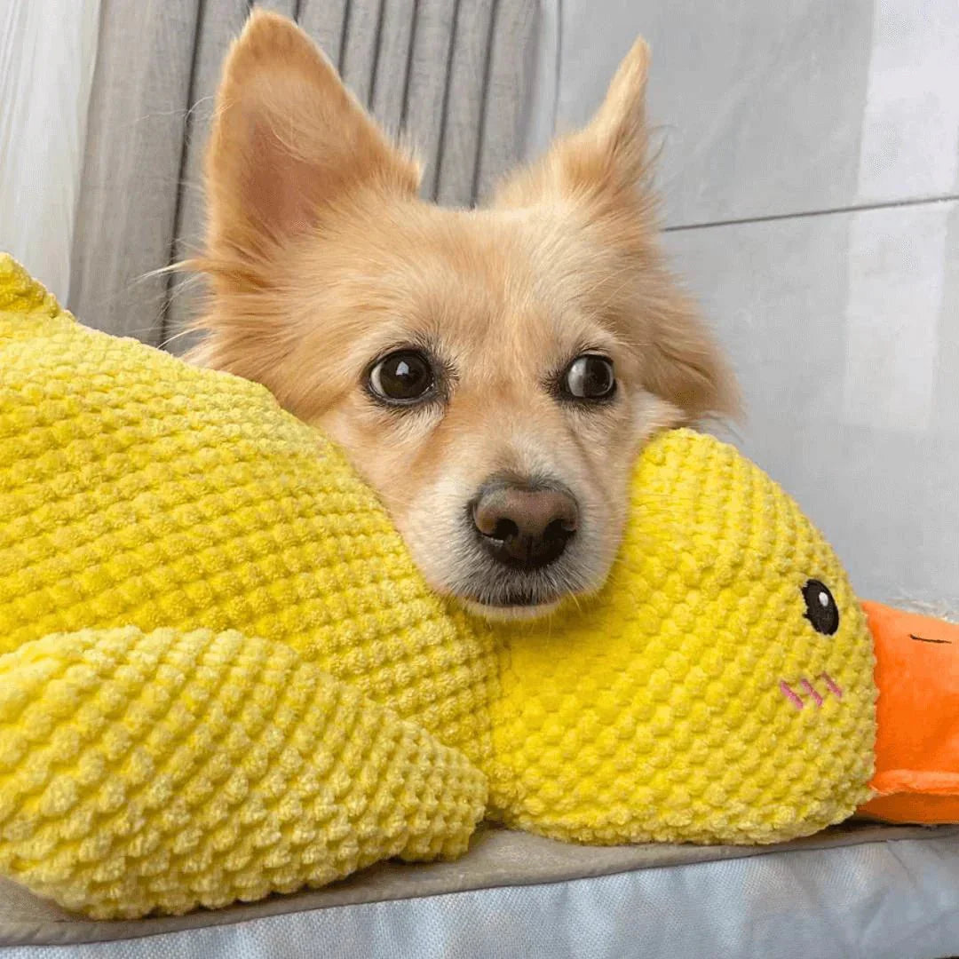 Dog Toy Plush Duck Quack Sound Soft Chew Tug Play Interactive Pet Toy | Thomler