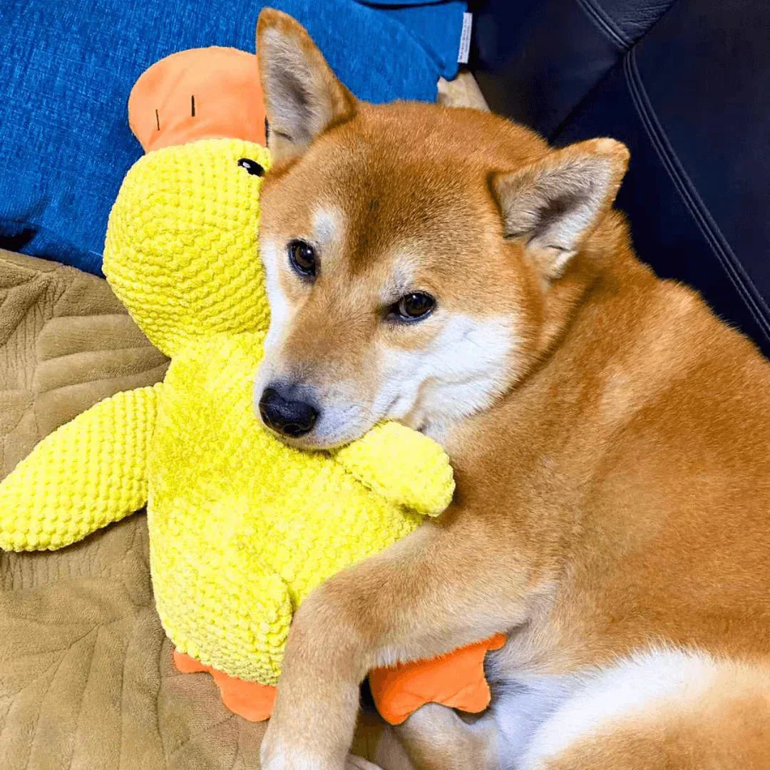 Dog Toy Plush Duck Quack Sound Soft Chew Tug Play Interactive Pet Toy | Thomler