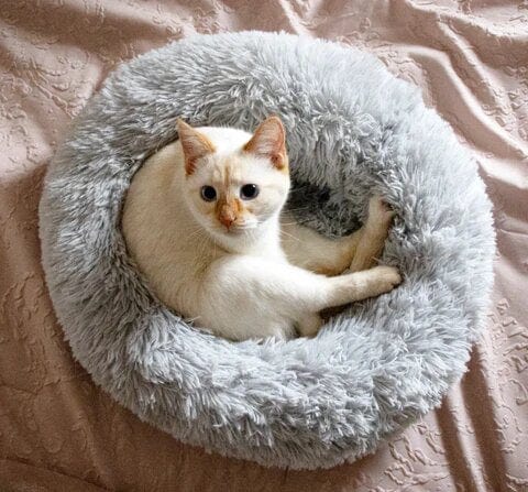 Round Plush Pet Bed with Raised Rim for Dogs & Cats | Anti-Anxiety Donut Cushion for Small Medium Large Pets | Machine Washable | Thomler