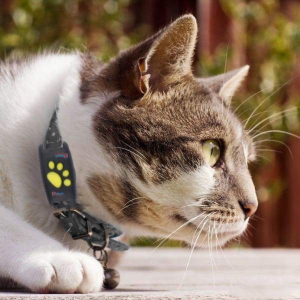 GPS Tracker ABS 2.0 cm x 2.0 cm Cat Tracking Real Time Satellite Location Monitor Pet Finder No Subscription Required | Thomler