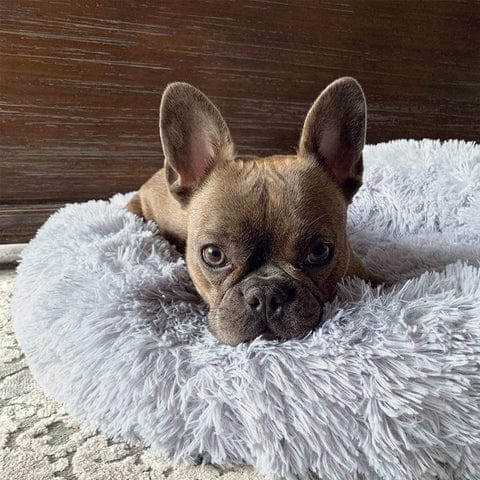 Round Plush Pet Bed with Raised Rim for Dogs & Cats | Anti-Anxiety Donut Cushion for Small Medium Large Pets | Machine Washable | Thomler