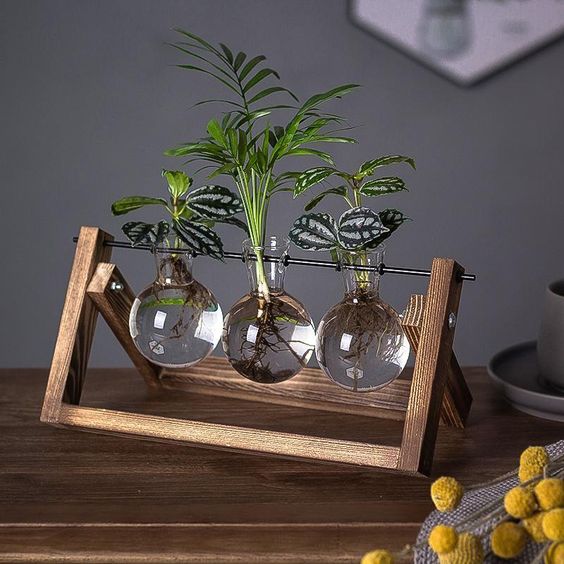 Plant Propagating Stand Natural Wood 11 in Indoor Gardening Glass Display Vintage Style | Thomler