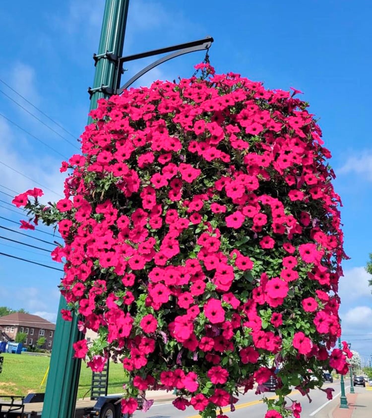 Faux Morning Glory Vine 35 in – 44 Blooms UV-Resistant Artificial Climbing Plant for Fence Porch Indoor Outdoor Décor | Thomler