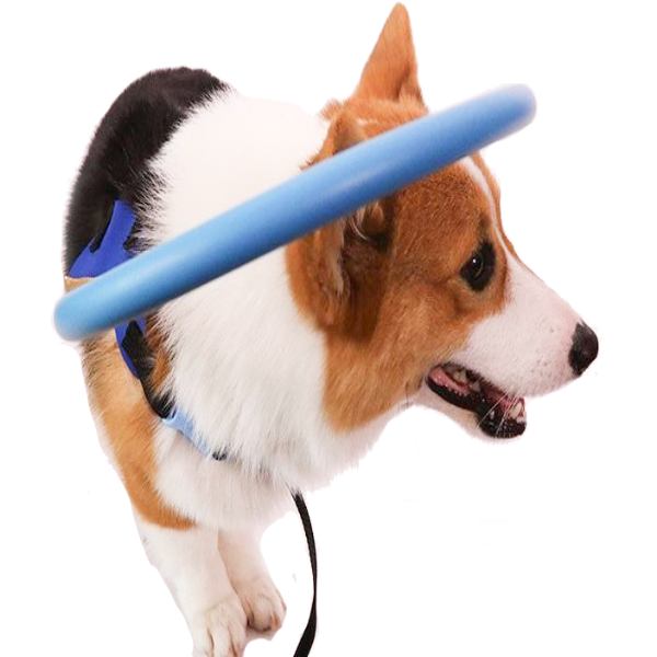 Protective Halo Harness for Blind Dogs – Soft Collision Buffer for Safe Indoor & Outdoor Navigation | Thomler