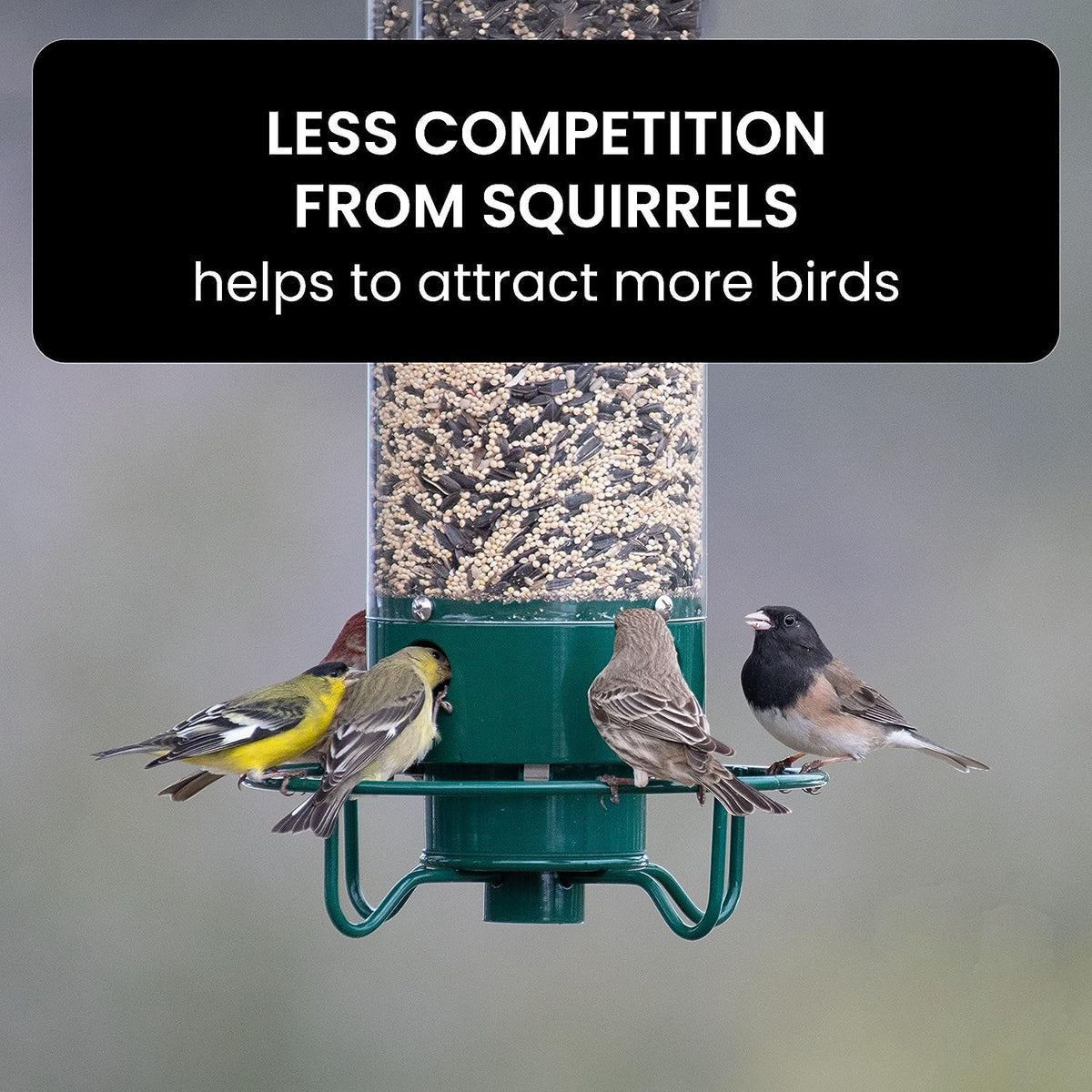 Weighted Rotating Perch Wild Bird Feeder with Anti-Rodent Spin Mechanism for Cardinals, Finches, Chickadees | Hanging Outdoor Seed Station | Thomler