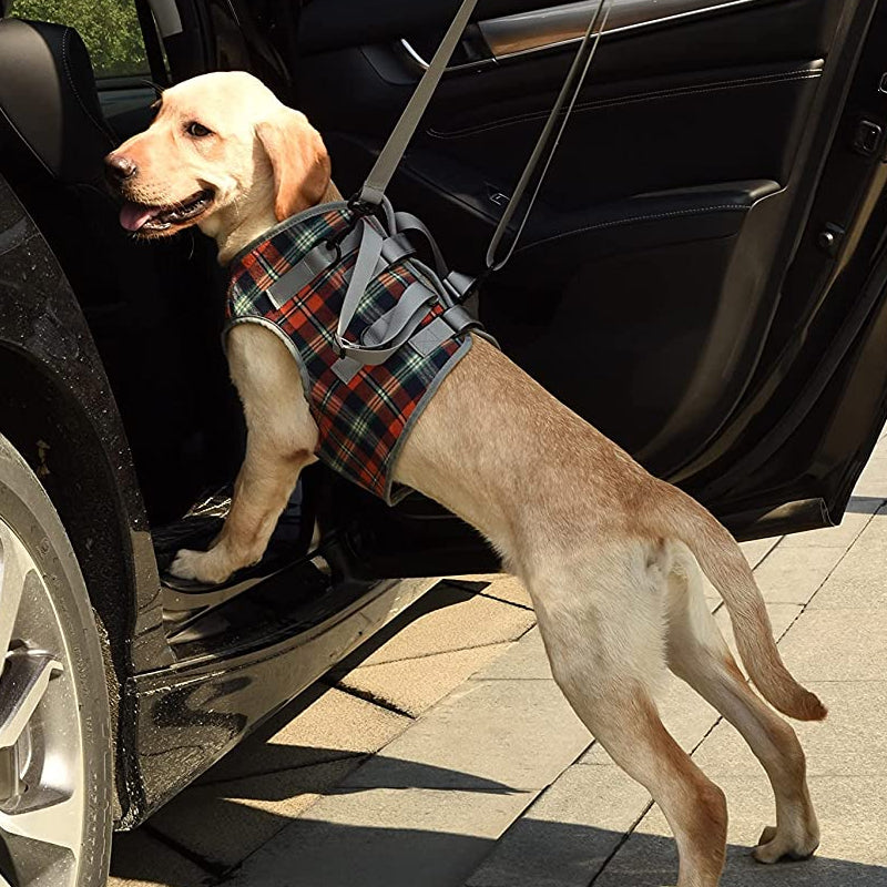 Rear Leg Support Harness for Dogs – Adjustable Lift Sling for Hip Stability, Arthritis & Mobility Assistance | Thomler