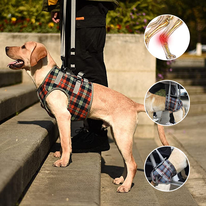Rear Leg Support Harness for Dogs – Adjustable Lift Sling for Hip Stability, Arthritis & Mobility Assistance | Thomler