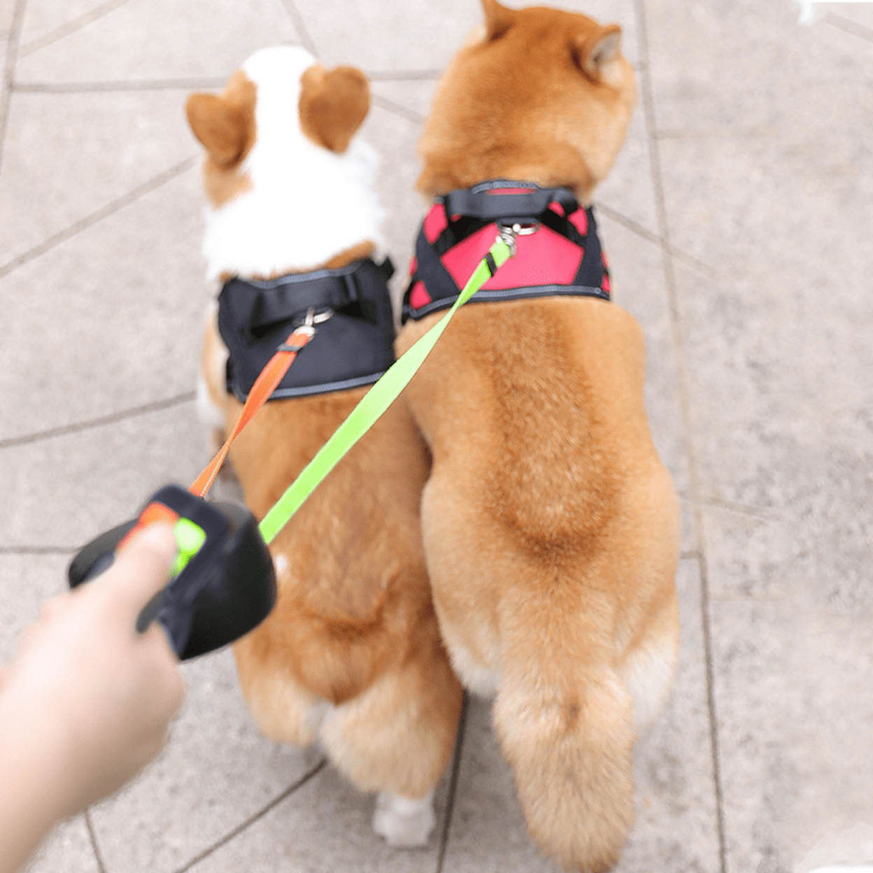 Dual Retractable Dog Leash with LED Flashlight for Walking Two Pets Simultaneously | Thomler