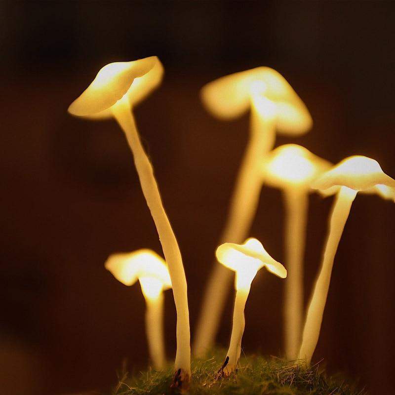 Glass & Wood DIY Mushroom Lamp – Tabletop Accent Light for Living Room & Bedroom | Thomler