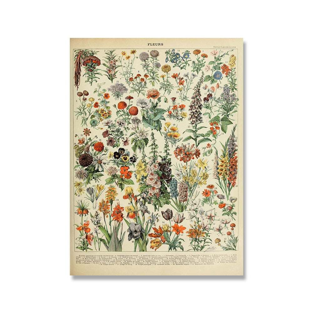 Framed Nature Illustration Canvas Prints – Classic Plant & Flower Wall Art for Living Room, Bedroom, Home Office Décor | Thomler