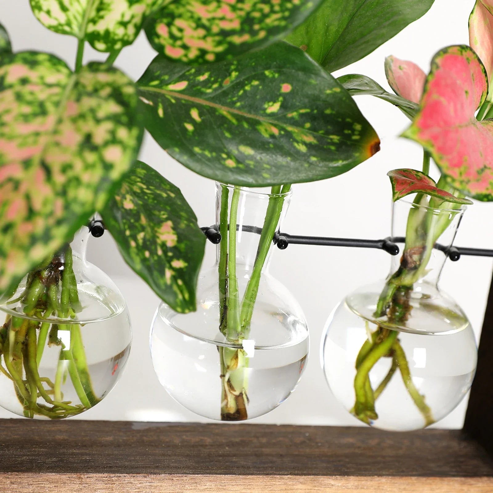 Plant Propagating Stand Natural Wood 11 in Indoor Gardening Glass Display Vintage Style | Thomler