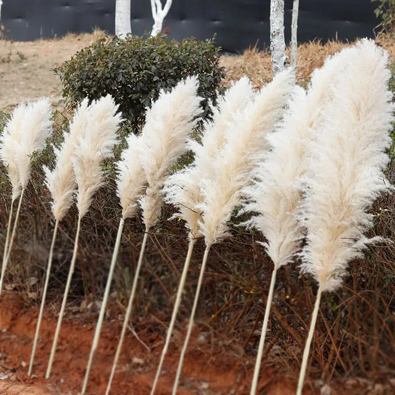 Decorative Dried Grass Plumes 15.7–29.5 in Natural Home Wedding Vase Arrangement | Thomler