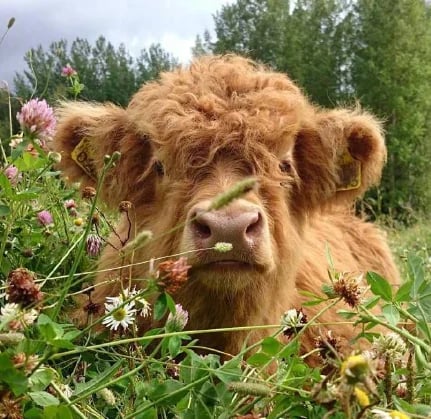 Handcrafted Scottish Highland Cattle Stuffed Animal with Flower Crown for Kids & Collectors | Thomler