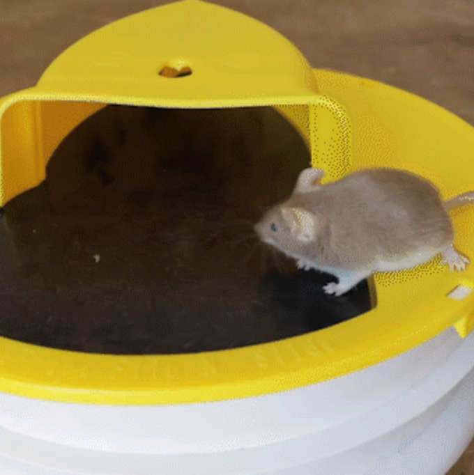 Humane Bucket-Top Rodent Catcher for Mice & Young Rats – Reusable Live Trap with Weighted Ramp – Safe for Pets & Kids | Thomler