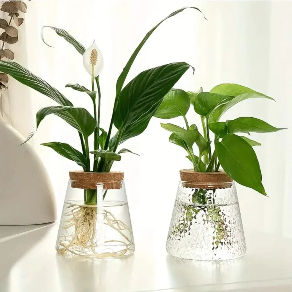Transparent Desktop Water Planter with Natural Wood Lid – Tabletop Root Display Container for Cuttings & Greenery | Thomler