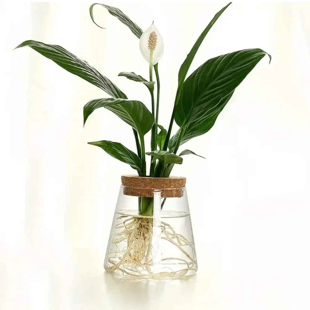 Transparent Desktop Water Planter with Natural Wood Lid – Tabletop Root Display Container for Cuttings & Greenery | Thomler