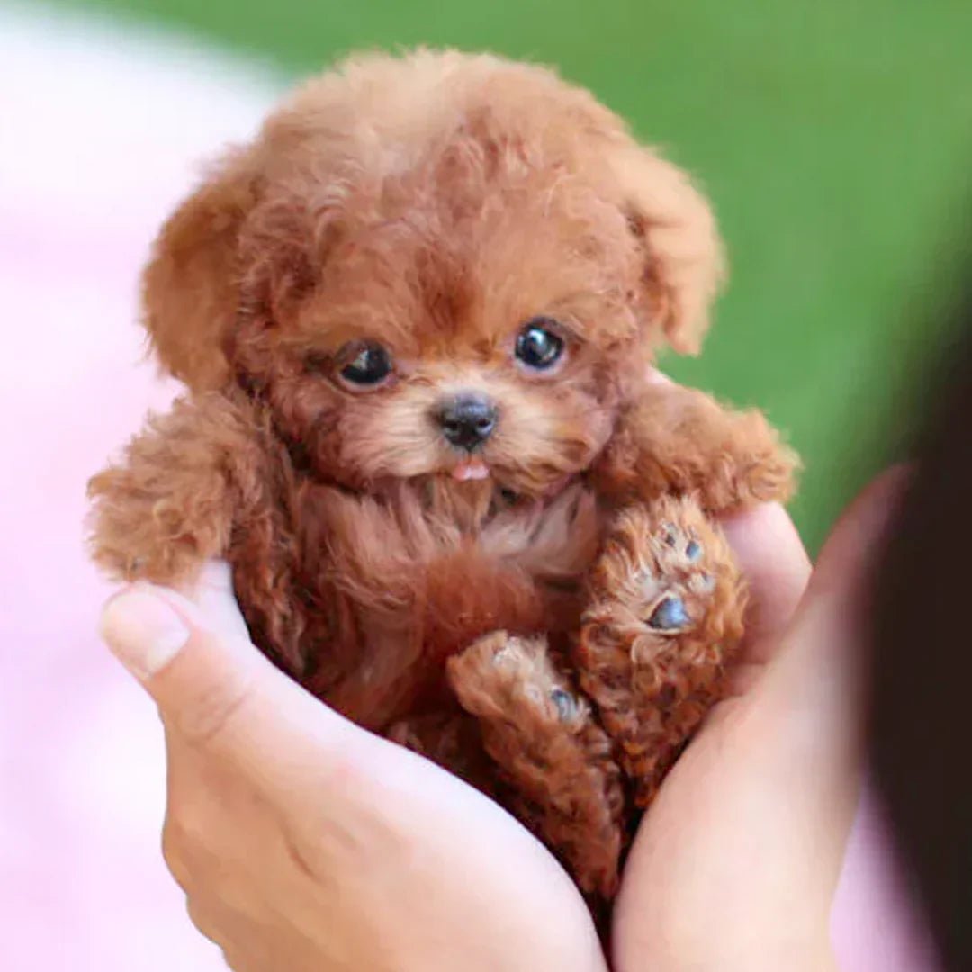 Robot Puppy Soft Fur Battery Powered Interactive Companion Toy For Children Seniors Plush Pet Gift | Thomler