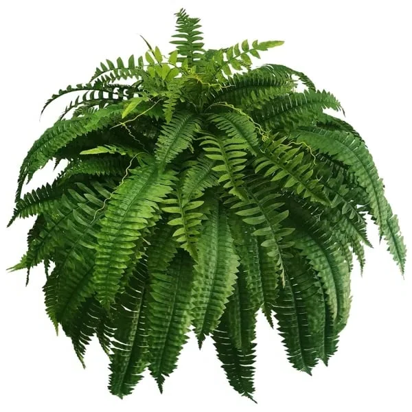 Hanging Faux Fern Plant Set – UV-Proof Outdoor Greenery 18-Piece Waterproof Vine Bundle for Patio Pergola Fence Garden Porch Decor Indoor | Thomler