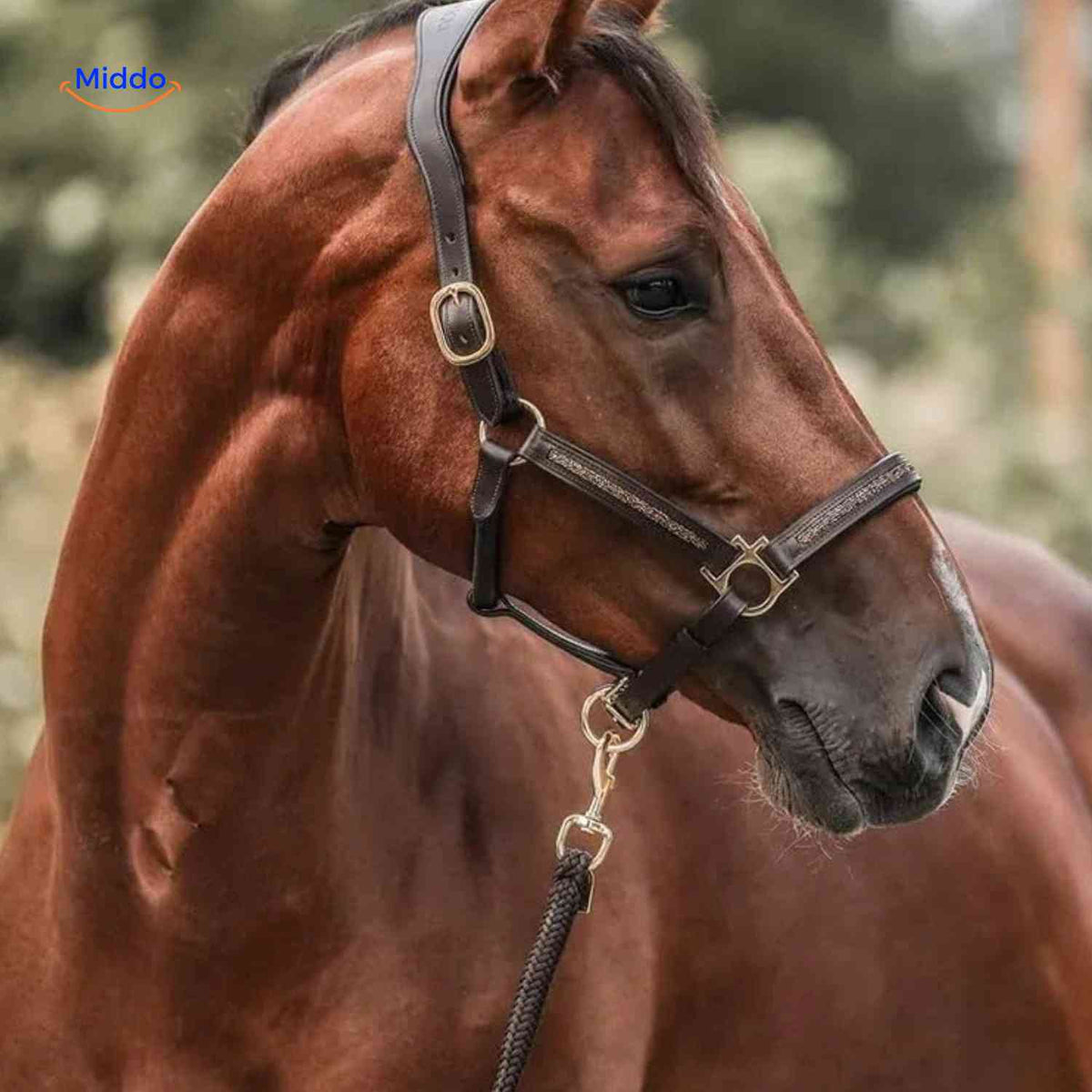 Horse Lover's Advent Calendar – 24 Daily Equestrian Trinkets & Charms for December Countdown | Thomler
