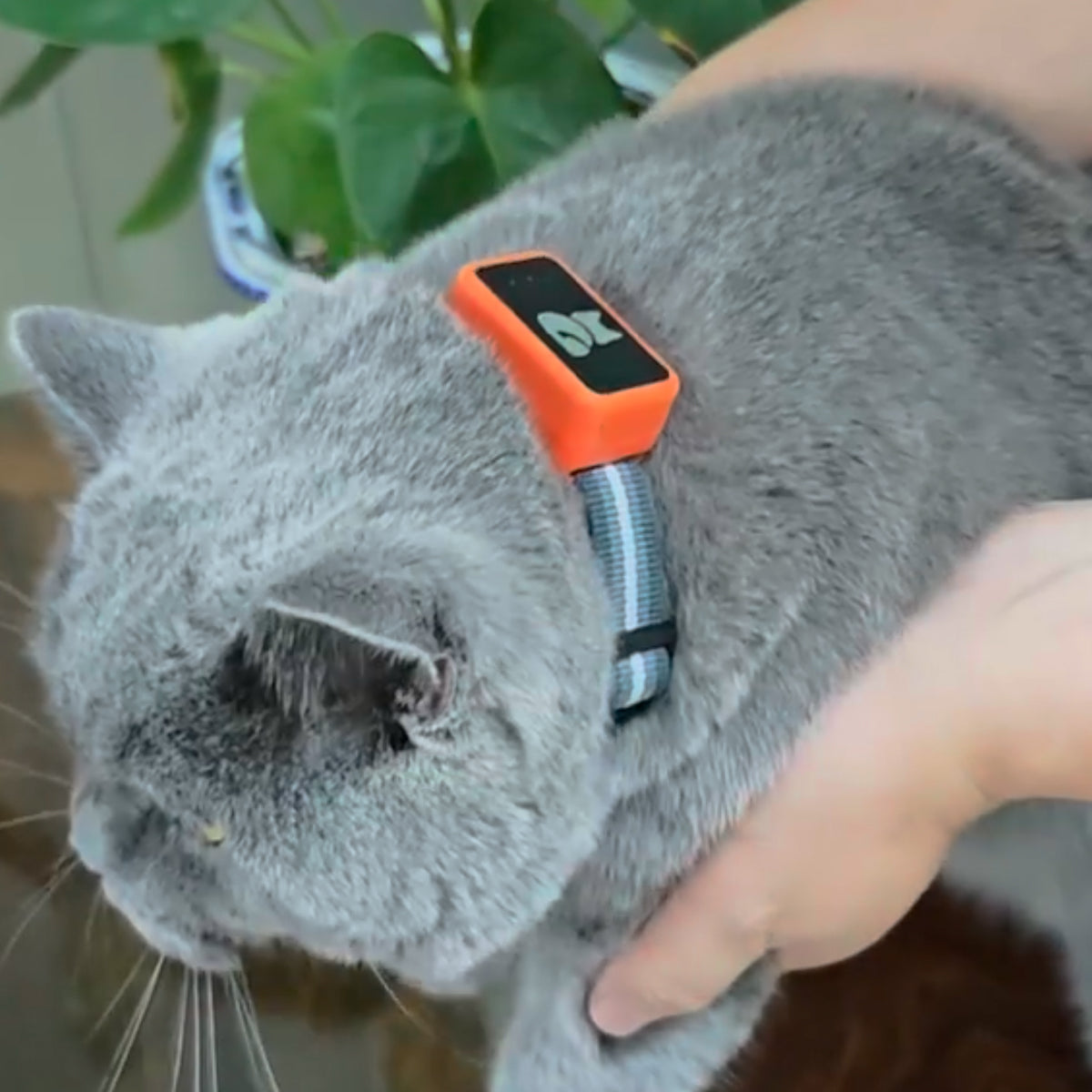Real-Time Cat & Dog Location Monitor with Geo-Fence Alerts – Lightweight Wearable Pet Finder for Indoor & Outdoor Safety | Thomler