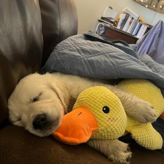 Dog Toy Plush Duck Quack Sound Soft Chew Tug Play Interactive Pet Toy | Thomler
