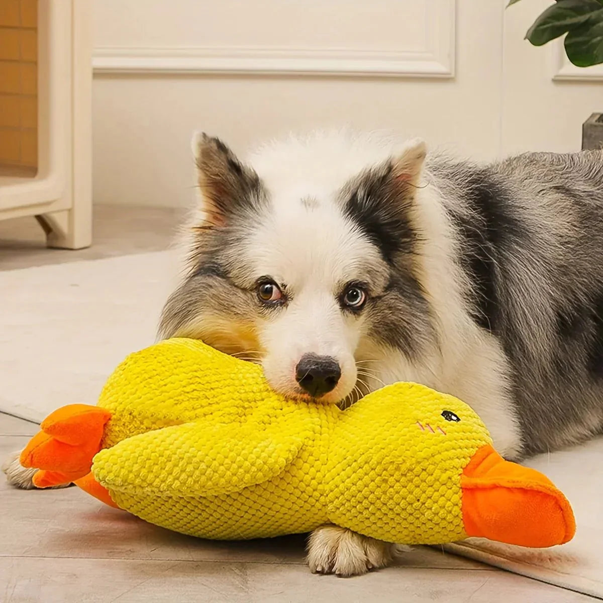 Dog Toy Plush Duck Quack Sound Soft Chew Tug Play Interactive Pet Toy | Thomler