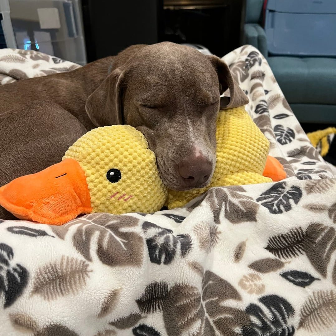 Dog Toy Plush Duck Quack Sound Soft Chew Tug Play Interactive Pet Toy | Thomler