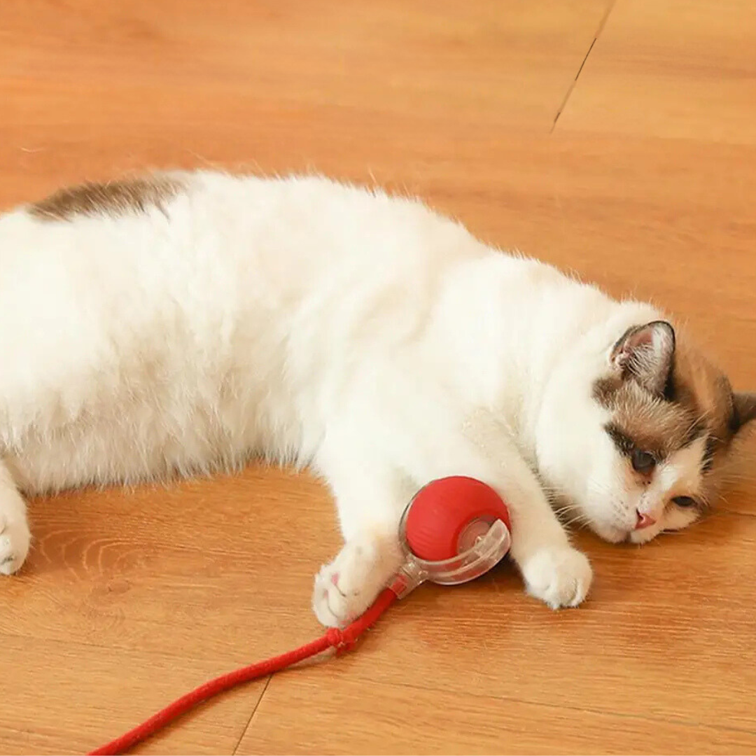 Self-Rolling Interactive Cat Toy with Wiggling Tail – USB Rechargeable Motion Toy for Indoor Cats | Thomler