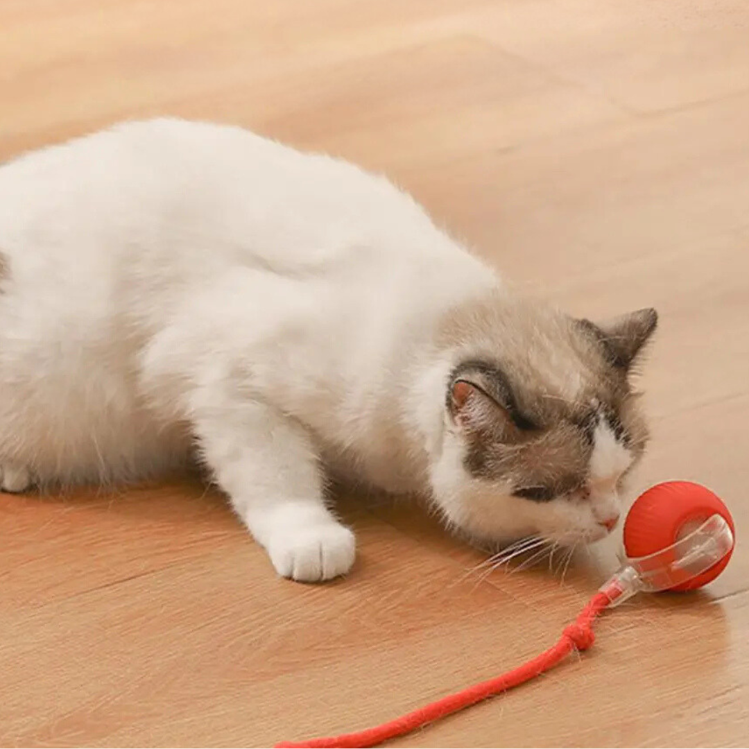 Self-Rolling Interactive Cat Toy with Wiggling Tail – USB Rechargeable Motion Toy for Indoor Cats | Thomler