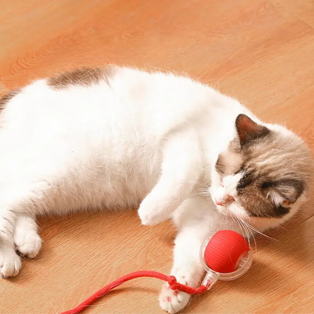 Self-Rolling Interactive Cat Toy with Wiggling Tail – USB Rechargeable Motion Toy for Indoor Cats | Thomler
