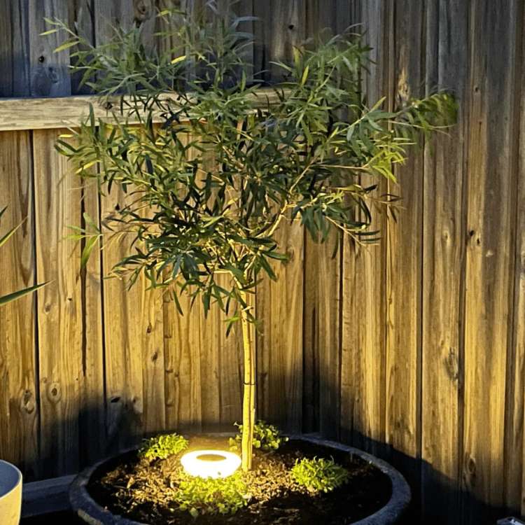 Solar Pathway Stake Lights for Garden, Yard & Walkway – Weatherproof LED Outdoor Lighting Set | Thomler